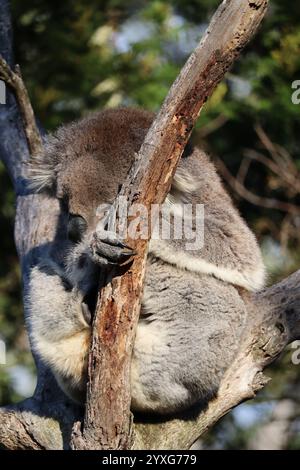 Schlafender Koala auf einem Baum im Koala Reserve, Phillip Island, in der Nähe von Melbourne in Victoria, Australien. Stockfoto