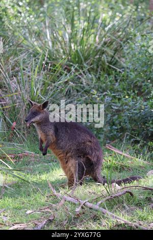 Niedliches lustiges Wallaby auf Phillip Island in der Nähe von Melbourne in Victoria, Australien. Stockfoto