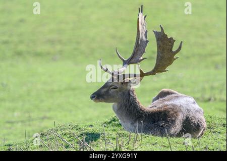 Damhirsch (Dama dama) Buck (männlich) Entspannen im Boughton Monchelsea Hirschpark. UK, Kent, Stockfoto