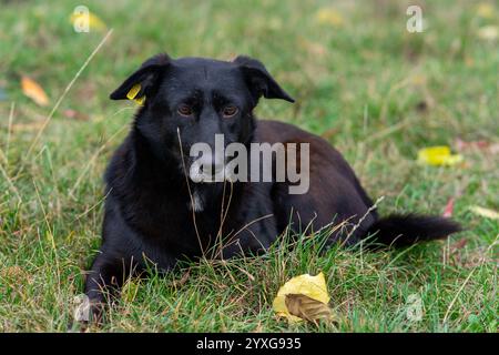 Ein schwarzer Hund liegt bequem auf grünem Gras, umgeben von bunten gefallenen Blättern Stockfoto