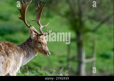 Damhirsch (Dama dama) Bock (männlich) im Boughton Monchelsea Hirschpark. Dezember, Großbritannien, Kent, Stockfoto