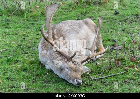 Damhirsch (Dama dama) Buck (männlich) entspannend - nicht tot - im Boughton Monchelsea Hirschpark. Dezember, Großbritannien, Kent, Stockfoto