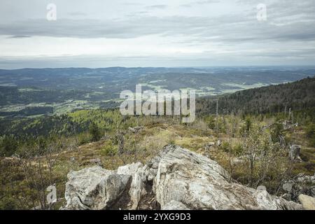 Blick von Gentiana bavarica, Bayerischer Wald, Bayern, Deutschland, Europa Stockfoto