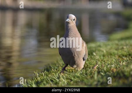 Fleckenohrtaube (Zenaida auriculata) an einem See in Buenos Aires, Argentinien, Südamerika Stockfoto