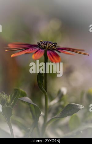Gerbera orange rot rosa, Makro, Blume, Hintergrund verschwommen, grüner Stab umgeben von grünen Blättern, Dortmund, Nordrhein-Westfalen, Deutschland, Europa Stockfoto
