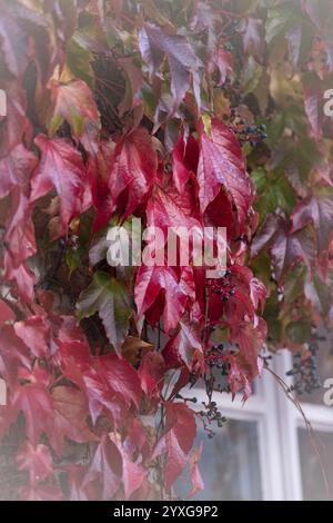 Wilde Rebe (Parthenocissus quinquefolia) mit Früchten wächst nach unten, am rechten unteren Bildrand die weißen Triebe eines Fensters, Nahaufnahme Stockfoto