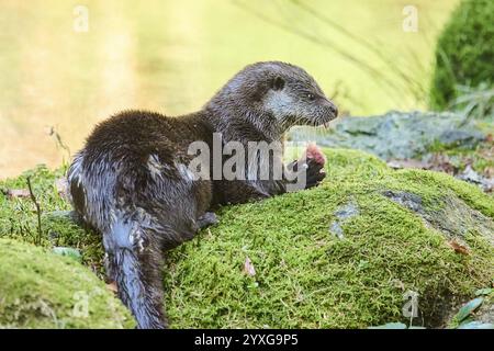 Eurasischer Otter (Lutra lutra) isst einen Fisch auf einem Felsen im bayerischen Wald, Bayern, Deutschland, Europa Stockfoto