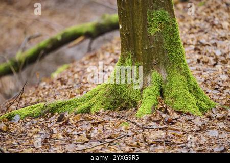 Baumstamm einer europäischen Buche (Fagus sylvatica) im Herbst, Bayern, Deutschland, Europa Stockfoto