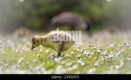 Kanadische Gänseküken (Branta canadensis), die durch Gras und Gänseblümchen laufen, auf der Suche nach Nahrung, Nahaufnahme, Profilansicht, im Hintergrund Erwachsene Eltern, f Stockfoto