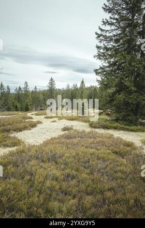 Schachten am Enzian, Gentiana bavarica Forest, Bayern, Deutschland, Europa Stockfoto