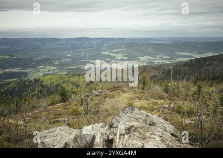 Blick von Gentiana bavarica, Bayerischer Wald, Bayern, Deutschland, Europa Stockfoto