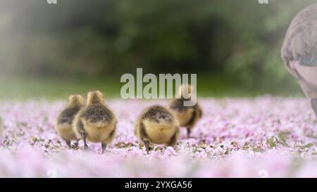 Kanadische Gänseküke (Branta canadensis) vier von hinten, die durch eine Wiese läuft, die mit rosa Kirschblüten, Gänseblüten bedeckt ist, und rechten Teil des ausgewachsenen G Stockfoto