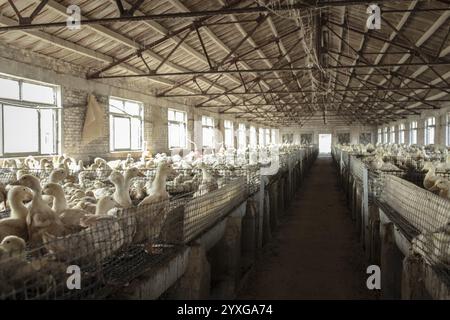 Entenzuchtstation, Jiang Su Salted Duck Farming Co. Ltd, Xiang Shui County, China, Asien Stockfoto