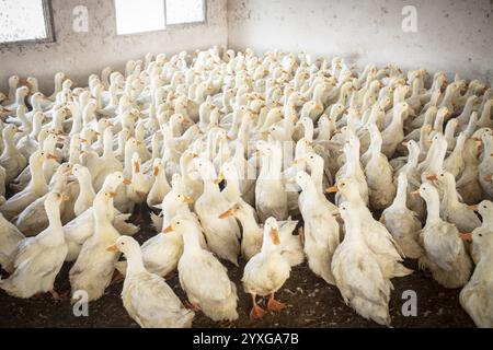 Enten bereit zur Schlachtung in der Entenzuchtstation Jiang Su Xiang GUI Breeding Co. Ltd, Xiang Shui County, China, Asien Stockfoto