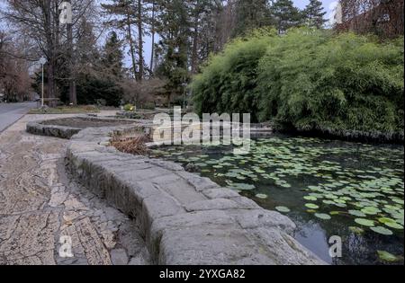 Eine friedliche Gartenszene mit einem Steinweg, einem Teich voller grüner Seerosen und üppigem Grün im Hintergrund Stockfoto