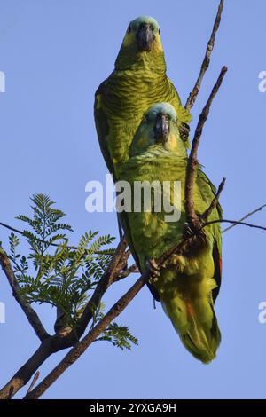 Zwei frei lebende amazonen mit blauer Fassade (Amazona aestiva) in einem öffentlichen Park in Buenos Aires, Argentinien, Südamerika Stockfoto