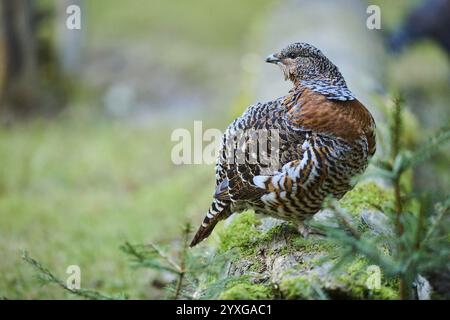 Auerhuhn (Tetrao urogallus) Weibchen (Huhn) am Boden am Rand eines Fäustes stehend, Bayern, Deutschland, Europa Stockfoto