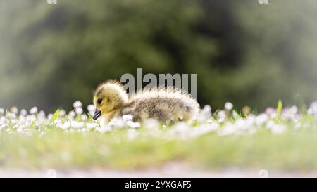 Kanadas Gänseküken (Branta canadensis) liegen im Gras und Gänseblümchen, suchen nach Nahrung, Nahaufnahme, Hintergrund grün verschwommene Büsche, Rombergpark, Dort Stockfoto