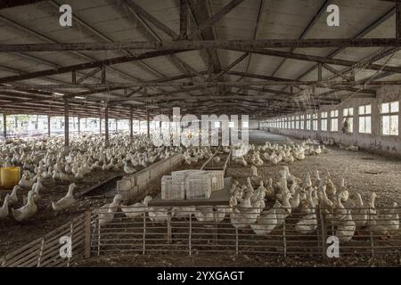 Enten bereit zur Schlachtung in der Entenzuchtstation Jiang Su Xiang GUI Breeding Co. Ltd, Xiang Shui County, China, Asien Stockfoto