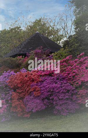 Rhododendron occidentale (Rhododendron occidentale) große Sträucher in Rosa, Magenta und Purpur nebeneinander angeordnet, unzählige Blumen, in der Ba Stockfoto