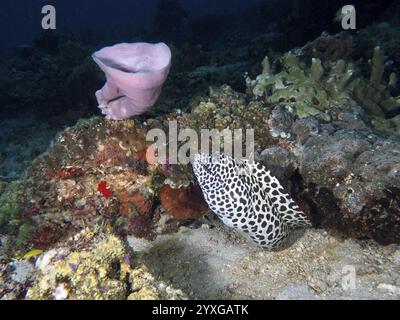 Eine vielfältige Unterwasserlandschaft mit Korallen, einem großen Meeresschwamm und einem großen Netz-Muränen-Aal (Gymnothorax favagineus), Tauchplatz am Gewürzriff, Penyapangan, Stockfoto