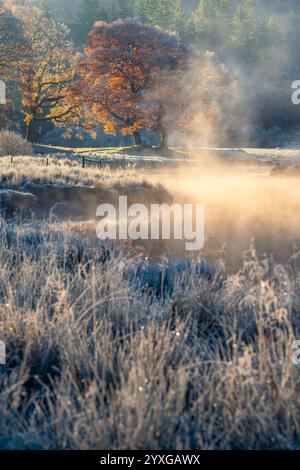 Wunderschönes goldenes Licht an einem kalten, frostigen Morgen mit Nebel, der aus dem Fluss steigt und absichtlich aus dem Fokus gefrorenes Schilf im Vordergrund. Lake District, Großbritannien Stockfoto