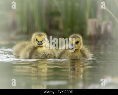 Kanada-Gänseküken (Branta canadensis) drei, schwimmen durch das Wasser, Nahaufnahme, Frontalansicht, Hintergrund grün verschwommener Schilfgürtel, Dortmund, Norden Stockfoto