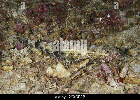 Ein getarnter Fisch, grazile Eidechsenfische (Saurida gracilis), liegt fast unsichtbar auf einem felsigen Meeresboden, Tauchplatz SD, Nusa Ceningan, Nusa Penida, Bali, In Stockfoto