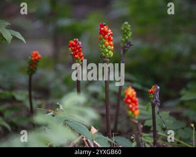 Fruchtgruppen des Arum mit Reifen und unreifen Früchten, die in einem Naturschutzgebiet in Buenos Aires, Argentinien, Südamerika gesehen werden Stockfoto