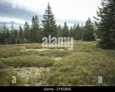 Schachten zwischen Heugstatt und Gentiana bavarica, Bayerischer Wald, Bayern, Deutschland, Europa Stockfoto