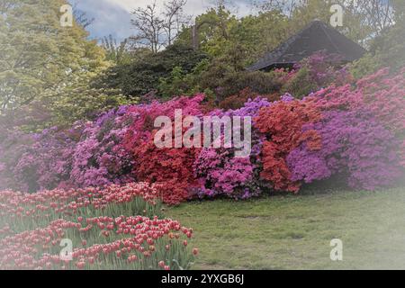 Rhododendron occidentale (Rhododendron occidentale) große Sträucher in Rosa, Magenta und Purpur nebeneinander angeordnet, unzählige Blumen, in der Ba Stockfoto