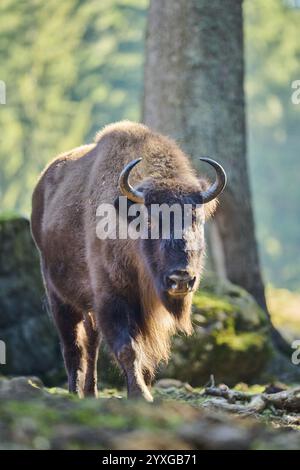 Europäischer Bison (Bison bonasus) in einem Wald im Frühjahr, Bayerischer Wald, Deutschland, Europa Stockfoto