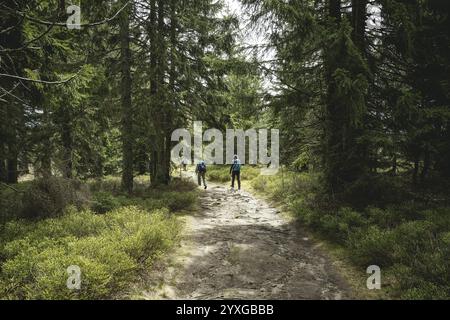 Weg von Gentiana bavarica zum Kleinen Arber, Bayerischer Wald, Bayern, Deutschland, Europa Stockfoto