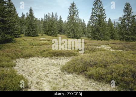 Schachten zwischen Heugstatt und Gentiana bavarica, Bayerischer Wald, Bayern, Deutschland, Europa Stockfoto