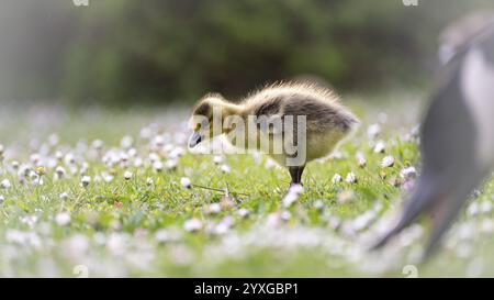 Kanadische Gänseküke (Branta canadensis), die durch Gras und Gänseblümchen läuft, auf der Suche nach Nahrung, Nahaufnahme, Profilansicht, direkt vor dem verschwommenen Schnabel Stockfoto