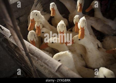 Enten bereit zur Schlachtung in der Entenzuchtstation Jiang Su Xiang GUI Breeding Co. Ltd, Xiang Shui County, China, Asien Stockfoto