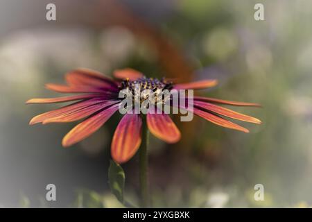Gerbera orange rot rosa, Makro, Blume, Hintergrund verschwommen mit Bokeh, grüner Stiel, Dortmund, Nordrhein-Westfalen, Deutschland, Europa Stockfoto