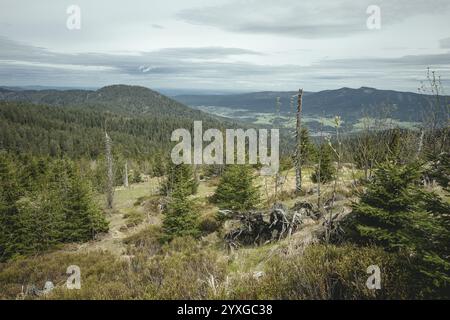 Weg zum Enziang-Gipfel, Bayerischer Wald, Bayern, Deutschland, Europa Stockfoto