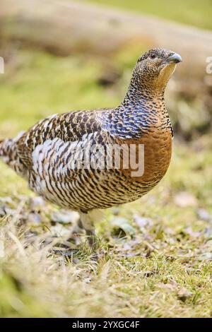 Auerhuhn (Tetrao urogallus) Weibchen (Huhn) am Boden am Rand eines Fäustes stehend, Bayern, Deutschland, Europa Stockfoto