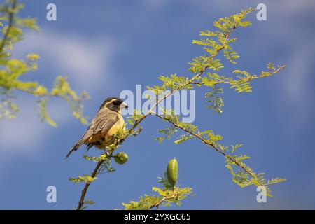 Goldener Salat (Salator aurantiirostris) in einem Naturschutzgebiet in Buenos Aires, Argentinien, Südamerika Stockfoto