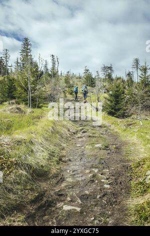 Weg von Gentiana bavarica zum Kleinen Arber, Bayerischer Wald, Bayern, Deutschland, Europa Stockfoto