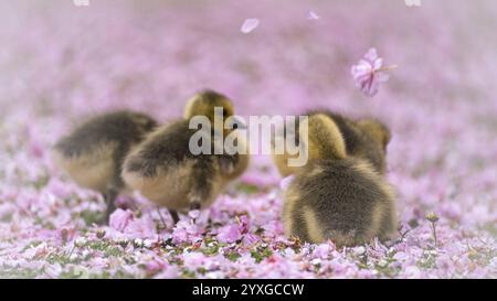 Kanadas Gänseküken (Branta canadensis) vier, die durch eine Wiese laufen, die mit rosa Kirschblüten bedeckt ist, Gänseblüten, Blumen, die durch die Luft fliegen, unscharf Stockfoto