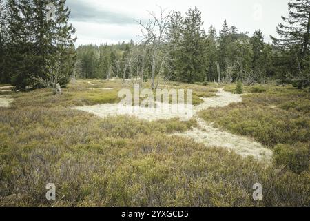 Schachten am Enzian, Gentiana bavarica Forest, Bayern, Deutschland, Europa Stockfoto