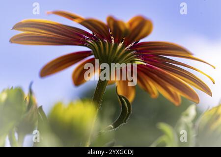 Gerbera orange rot rosa, Makro, Blume, Hintergrund blauer Himmel, von unten, grüner Stiel, gelbe andere Blüten, Dortmund, Nordrhein-Westfalen, Deutschland, Stockfoto