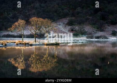 Bäume spiegeln sich im Crummock Water im Nordwesten des englischen Lake District an einem frostigen Wintermorgen Stockfoto