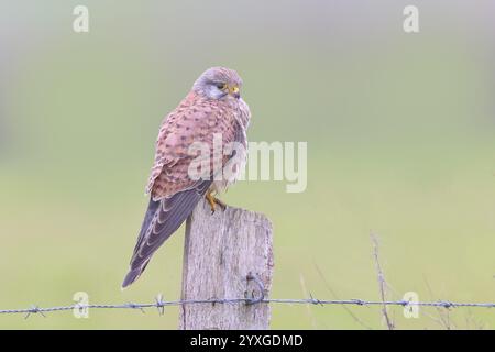 Kestrel (Falco tinnunkulus), junger Mann, sitzend auf einem Weidezaun, Wildtiere, Raubvogel, Bislicher Insel, Xanten, Niederrhein, Nordrhein-Westpha Stockfoto