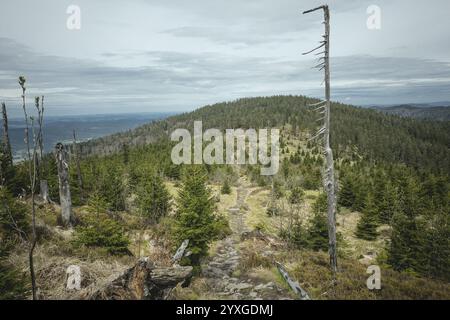 Weg zum Enziang-Gipfel, Bayerischer Wald, Bayern, Deutschland, Europa Stockfoto