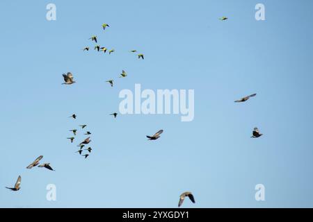 Gruppen von Mönchsittichen (Myiopsitta monachus), Braunohrigen Sittichen (Pyrrhura frontalis) und Pikazuro-Tauben (Patagioenas picazuro) im Flug, Buen Stockfoto