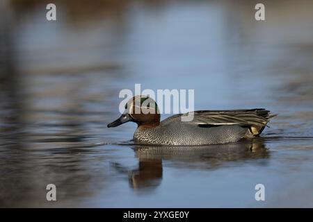 Teal, Creeping Teal oder Wachtelente (Anas crecca), Schweden, Europa Stockfoto