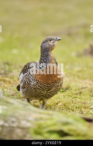 Auerhuhn (Tetrao urogallus) Weibchen (Huhn) am Boden am Rand eines Fäustes stehend, Bayern, Deutschland, Europa Stockfoto